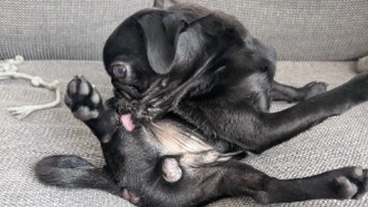 あと4日でクラファン終了です🐶