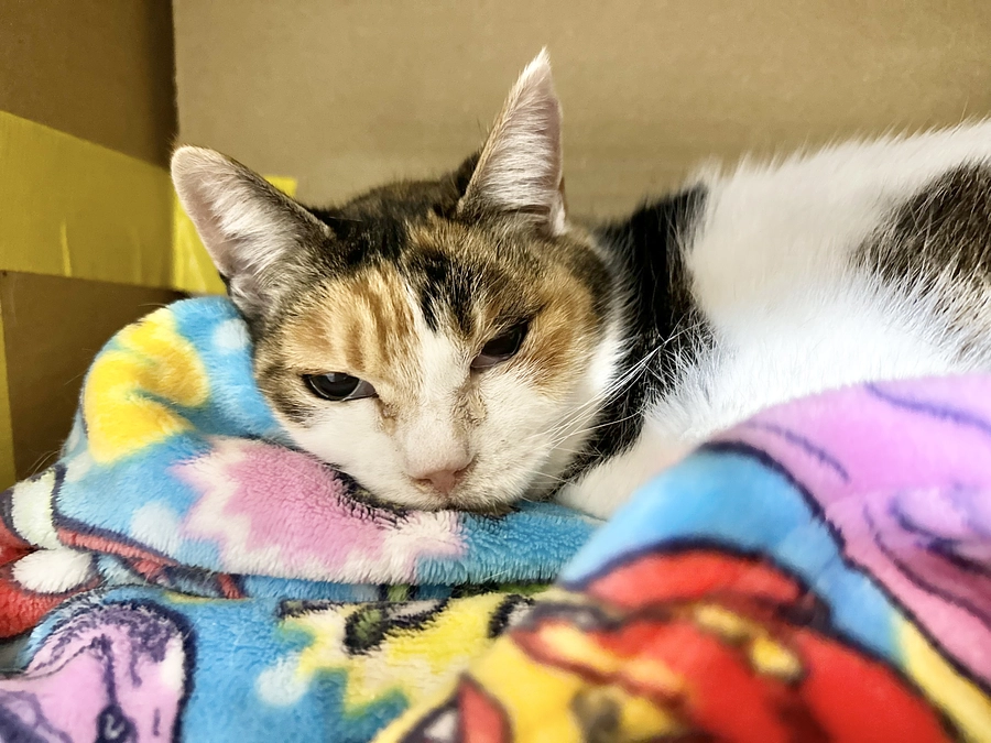 持続する血尿と左眼の腫れ