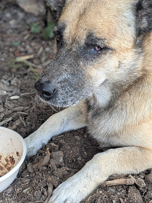 6日目の投薬、危うかったが無事完了！