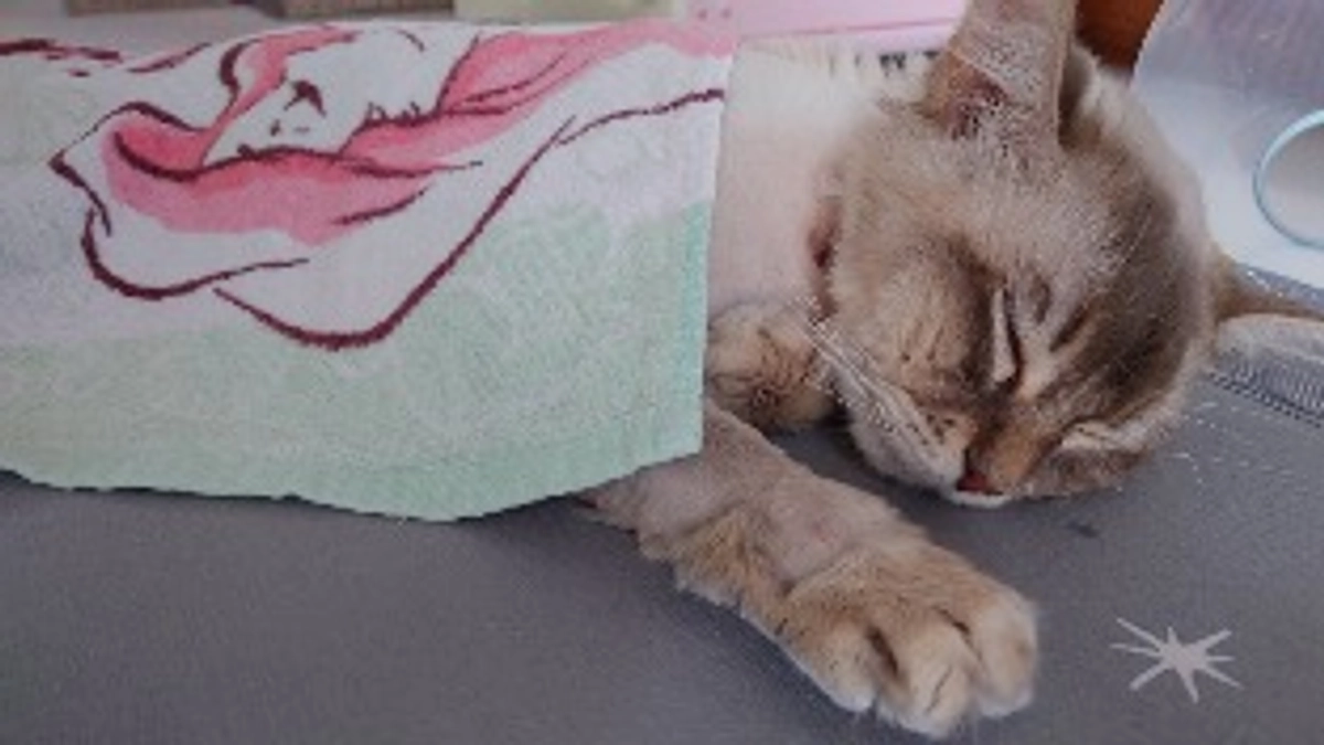 ラテ君再入院しました。