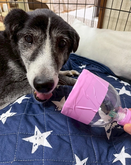 9月のしっぽ村活動報告