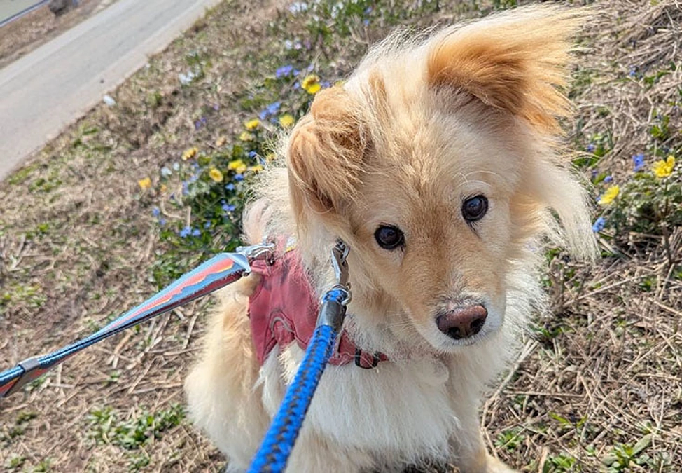 充実した医療費の継続を　自己免疫疾患に負けずに頑張るコロッケ