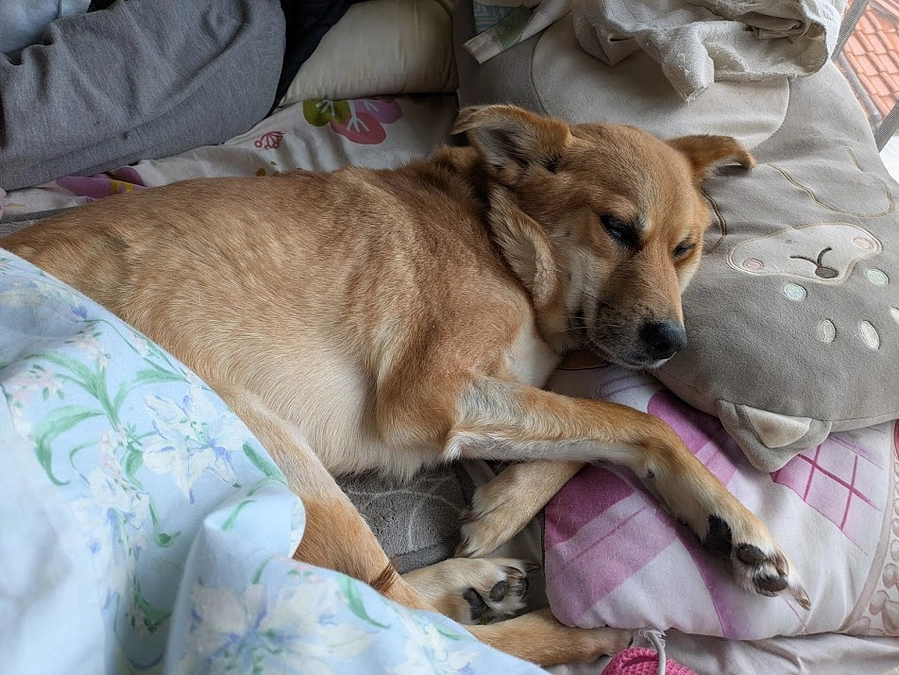 広告入りダンボールと社印を作らせて頂きました。