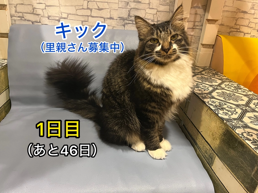 本日クラウドファンディングがスタートとなりました（1日目）