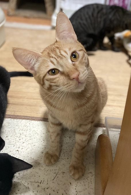 シナモン　FIP投薬終了まで残り６日