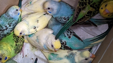 小さな命〜行き場のないインコや小動物等の命をつなぐサポーター のトップ画像