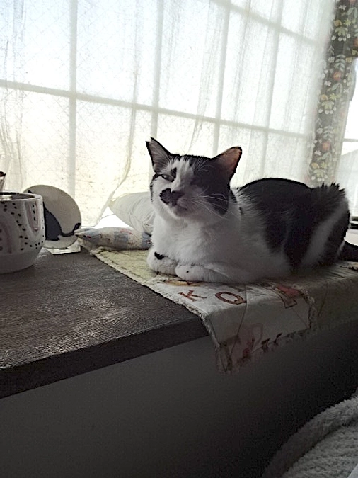 まいにちの薬。　diary Vol.52