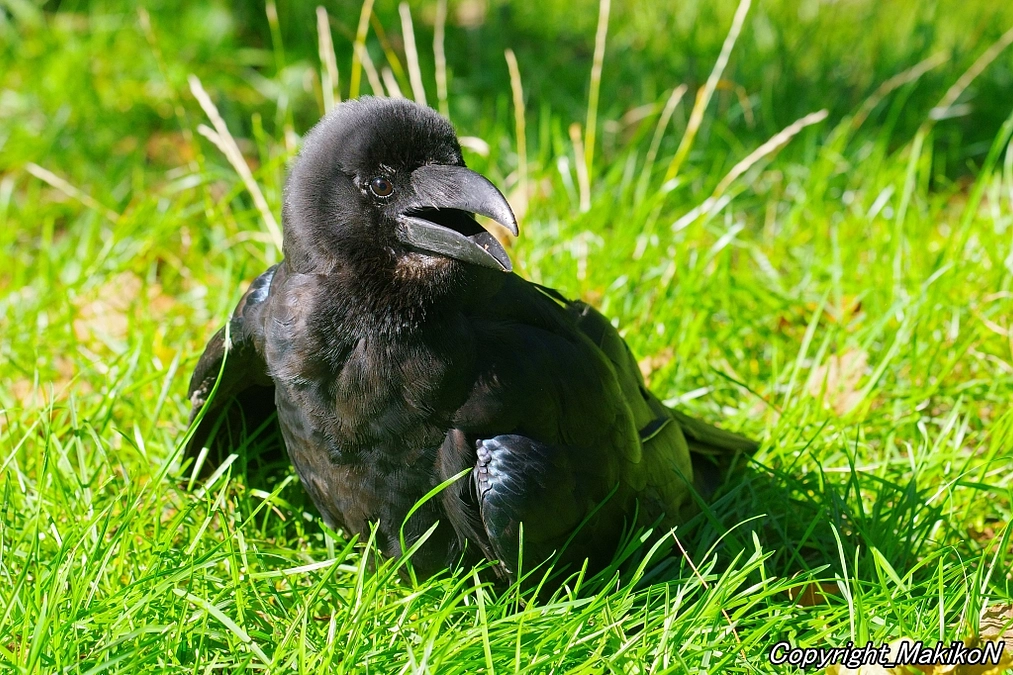もう9秋の気配・・・