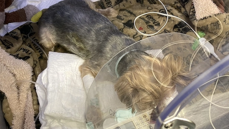 保護犬ももの胸膜腹膜ヘルニア手術•治療費のご支援どうかお願いします 8枚目