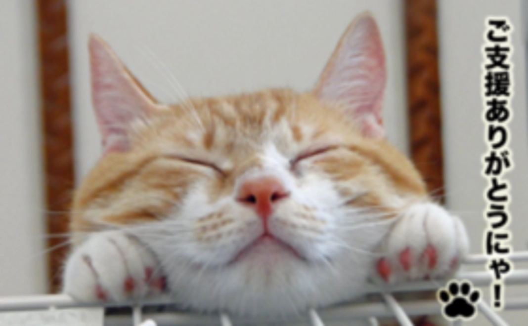 気軽に応援！猫好きコース