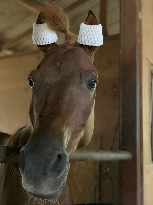 この夏の放牧事情