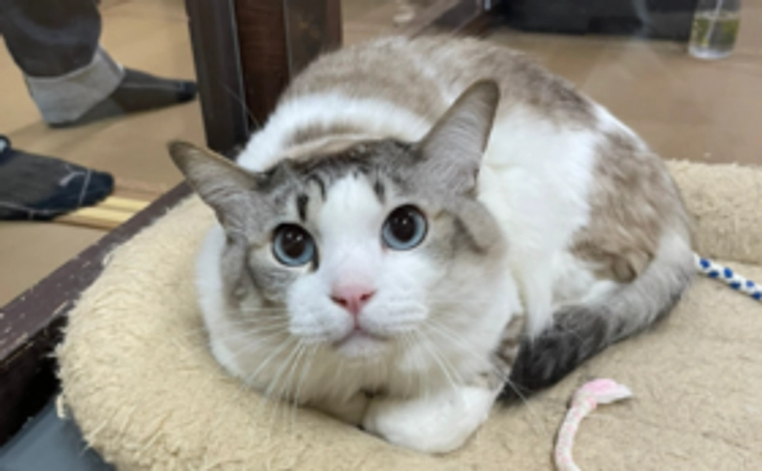 【リターン不要の方向け】応援コース：1万円