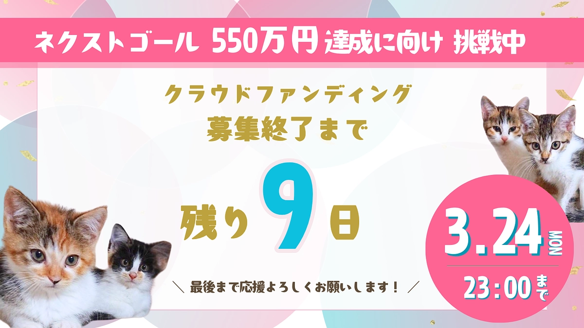 猫にゃんズのプロジェクト終了まで【残り9日】
