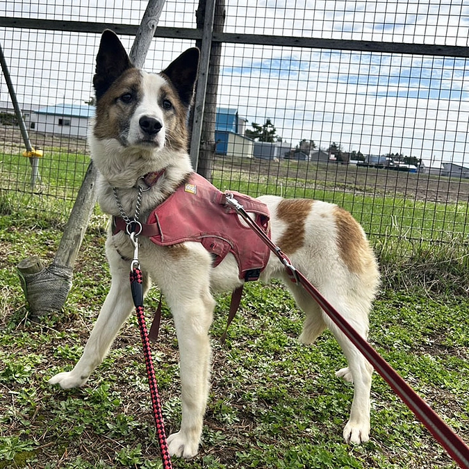 子犬から成犬になったジャン　家族になれる日を夢みて
