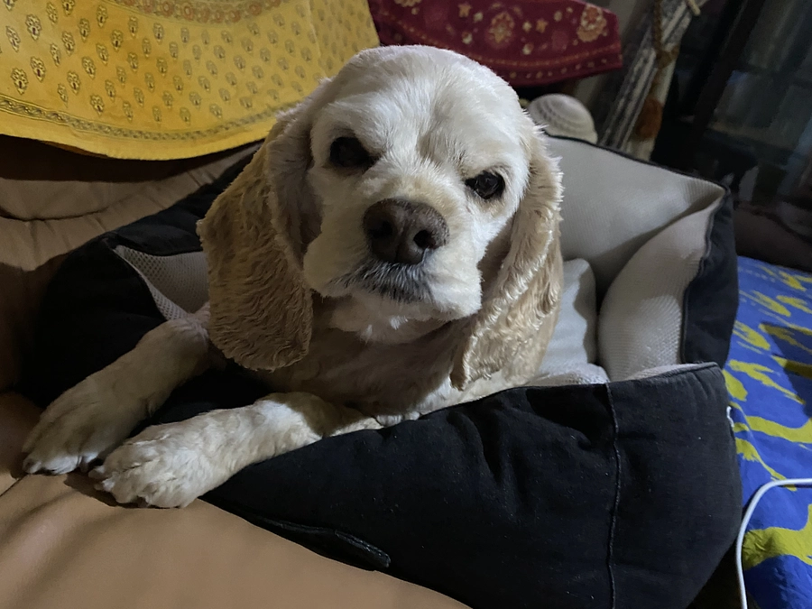 あと15日残りです　目標達成まで25万円です！1000円からでも応援と拡散お願い致します！