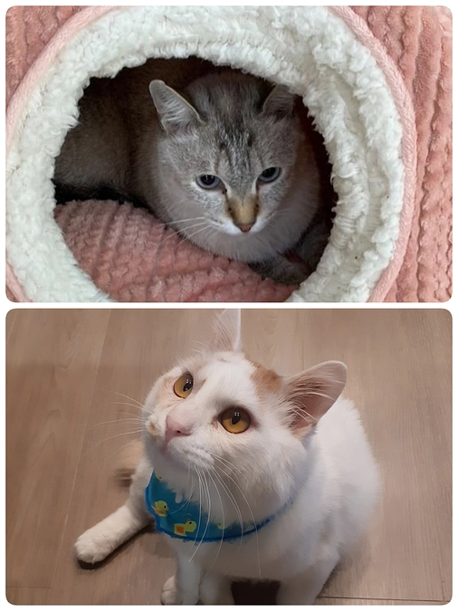 【つくし君】【つきまろ君】の医療について