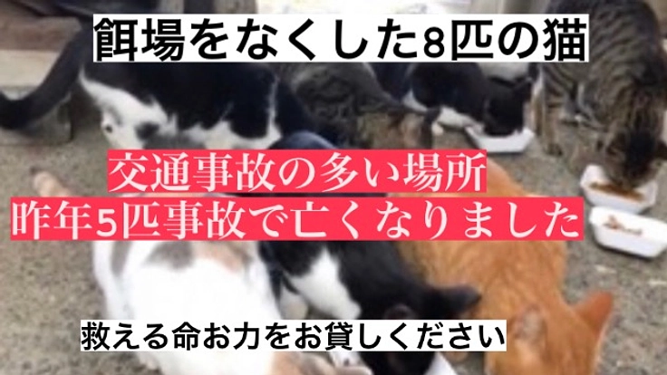 8匹の餌場がなくなった外猫、そして未来の命を守るための保護部屋設置