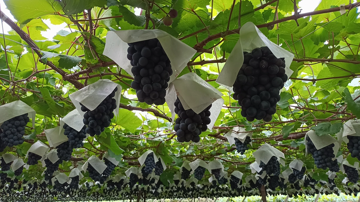 2025年シン・山梨大学ワイン｜原料ブドウ生育状況のご報告