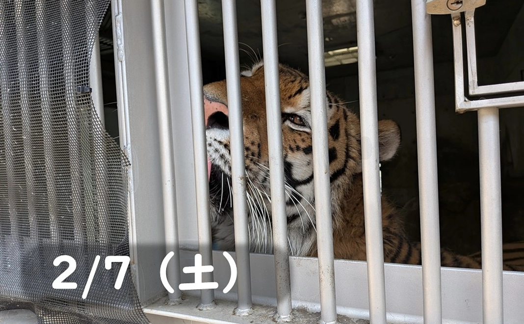 【2/7(土)】間近でショウヘイ!もぐもぐタイム