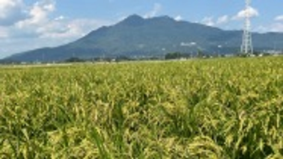 二十四節気 処暑　七十二候 禾乃登(こくものすなわちみのる)