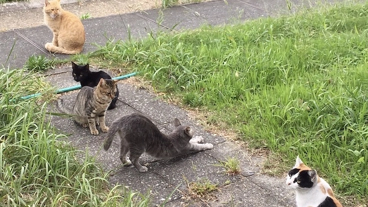 陸の孤島のネコたちを救出したい！ 保護救出＆保護猫シェルター建設 6枚目