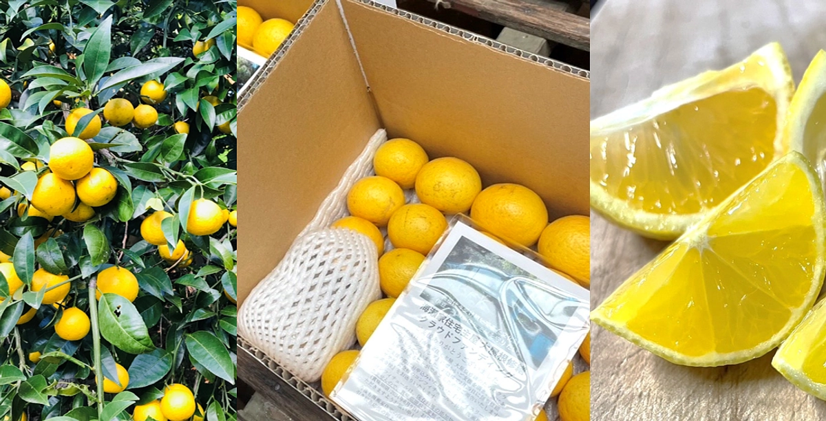 返礼品『パティスリーユウササゲ 黄金柑のコンフィチュールと黄金柑』を発送しました。