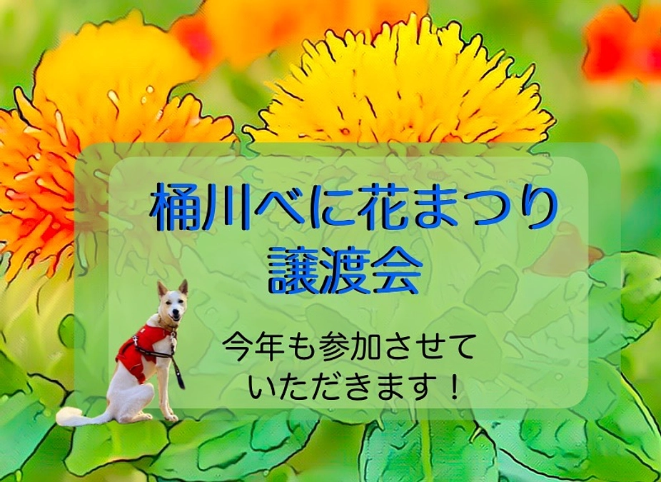 桶川べに花まつり譲渡会 ‼︎