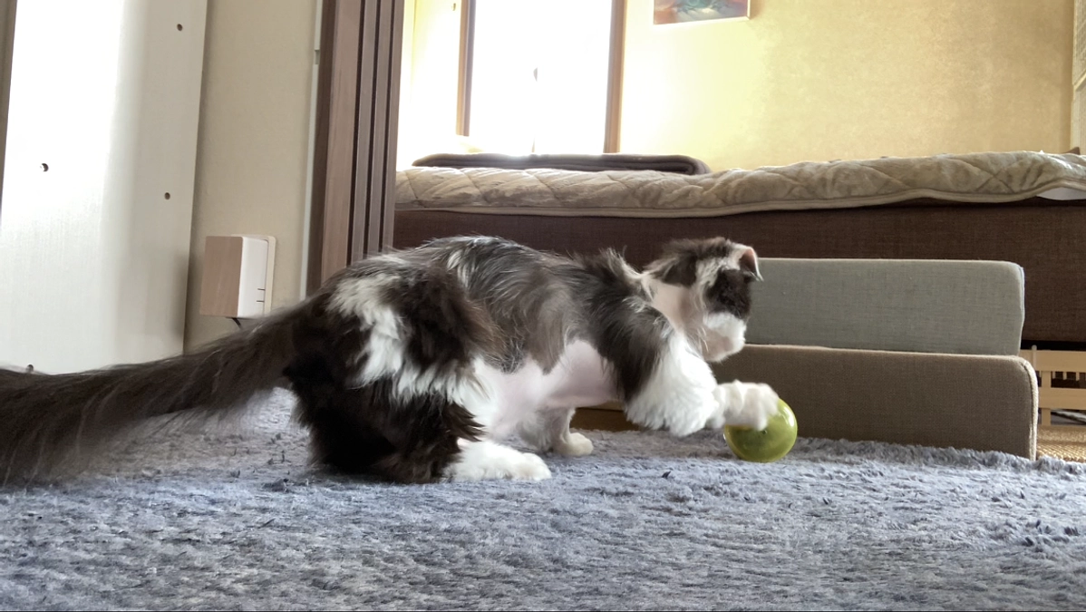 11/4のテオくんの様子