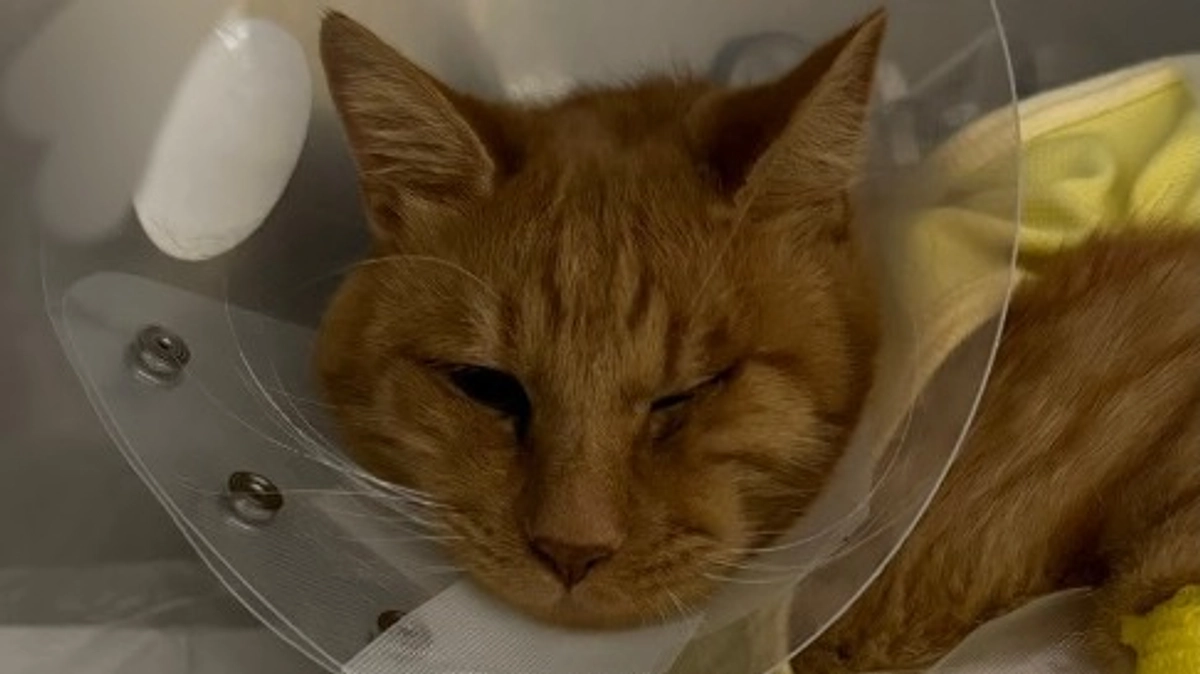 🐈ヨッちゃんが手術に挑んだ日～病院編～🐈