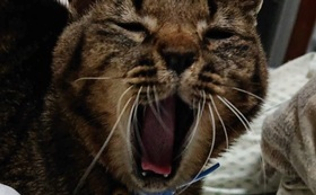 感謝のメールと写真3枚