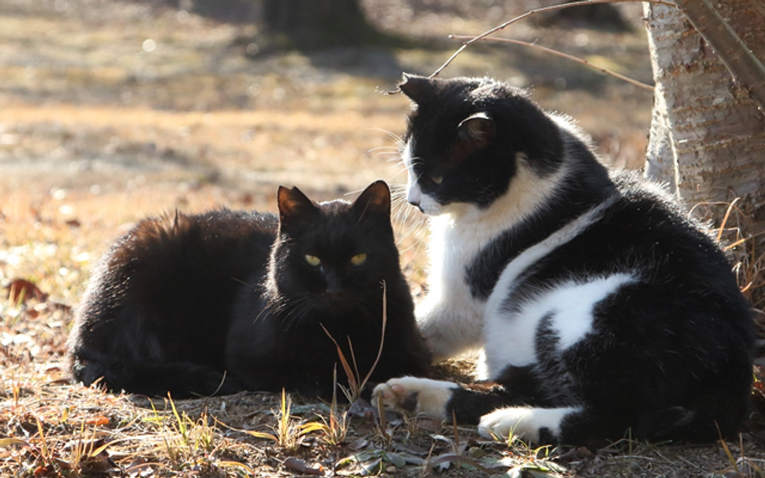 12月さくらねこ無料不妊手術実施予定数