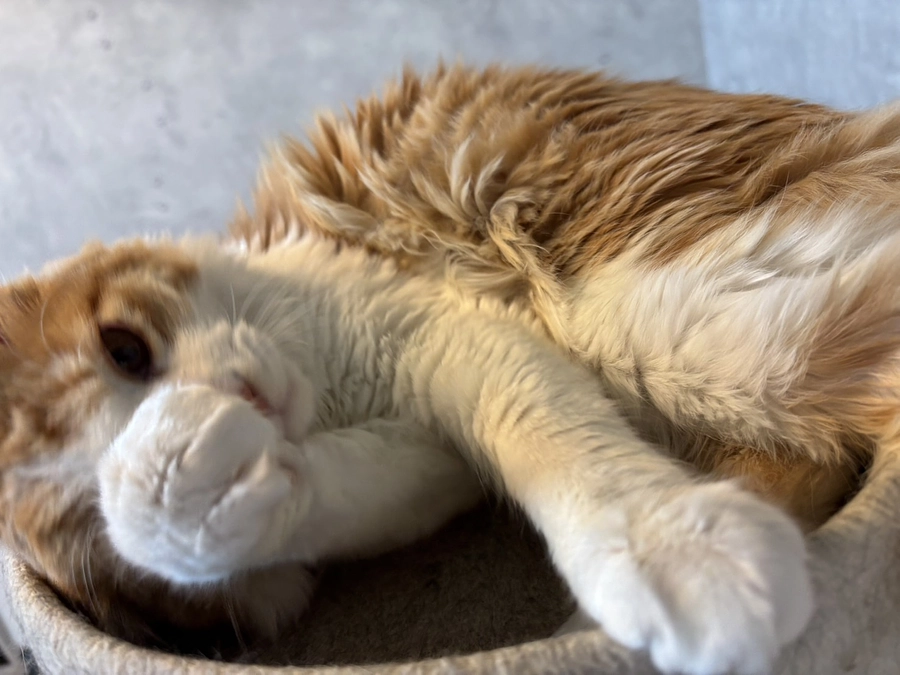 第一目標達成のお礼とご報告