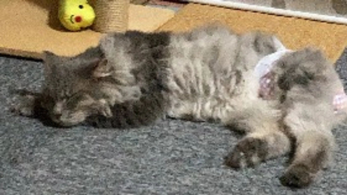 動画を作成してみました！