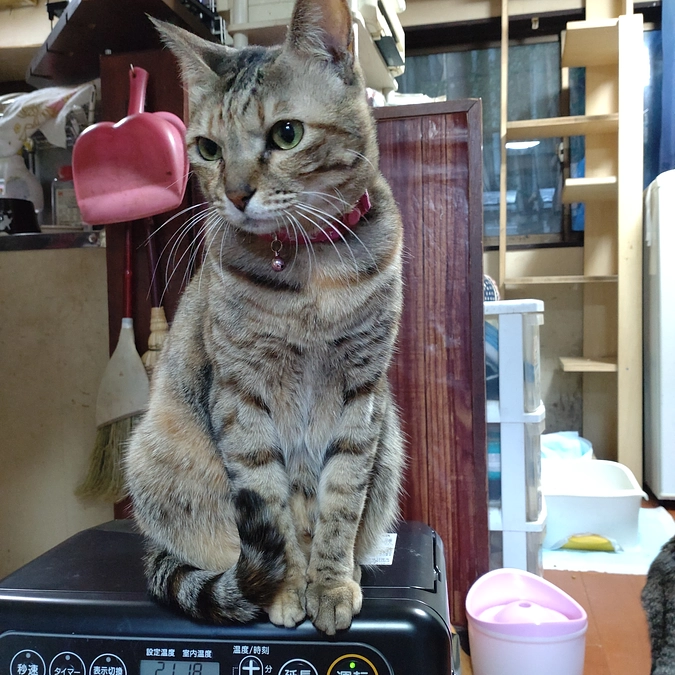 絵になるニャン😍