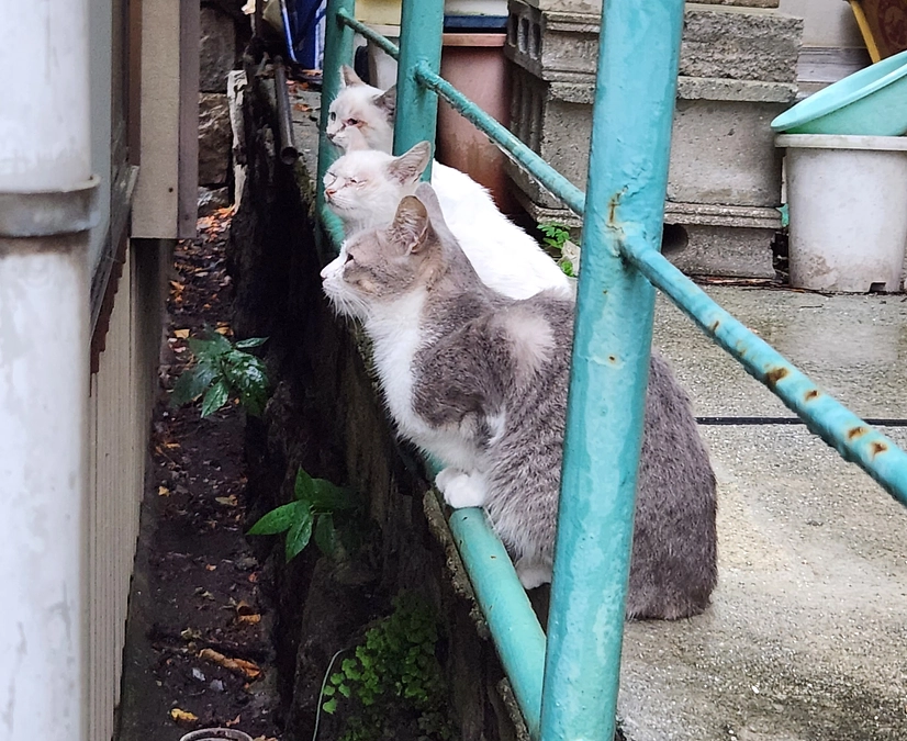 🚩TNR(のら猫の避妊・去勢）
