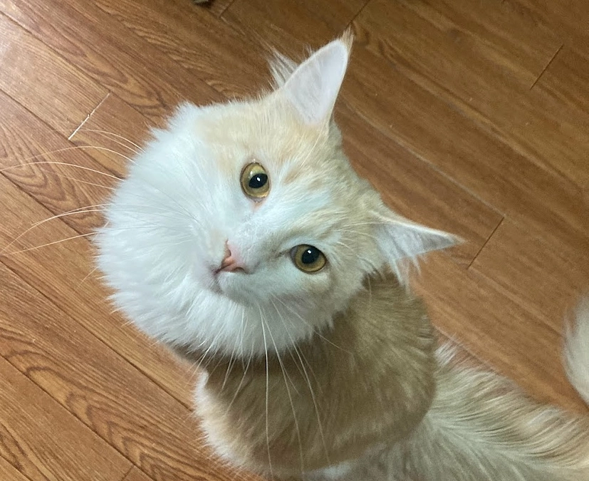 11/10ルイの様子（クラファン終了まで残り7日）