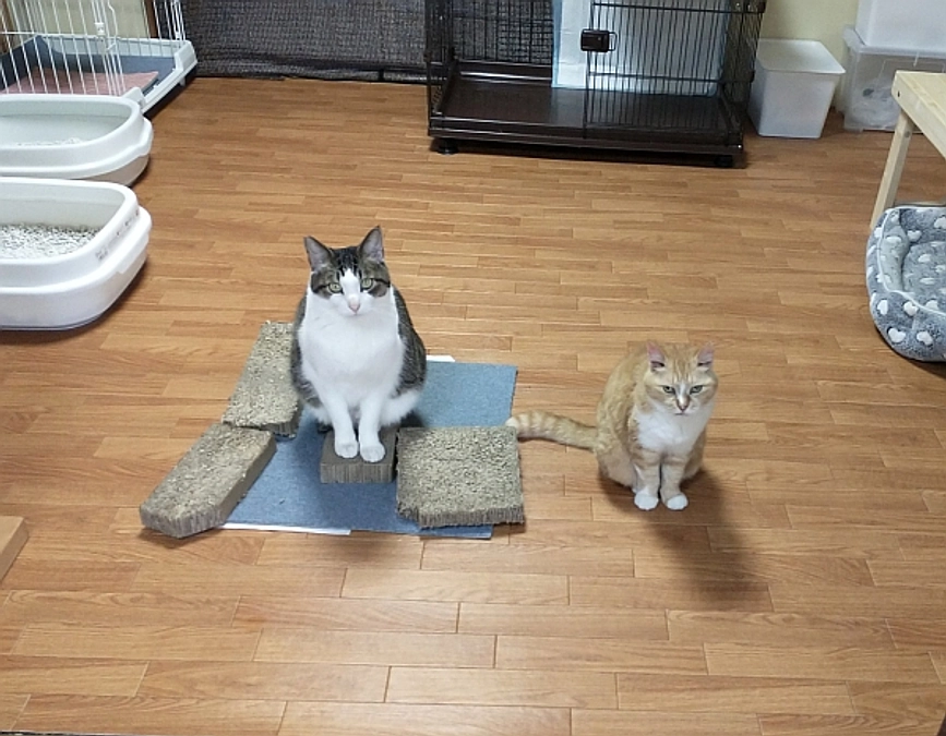 シェルターだより（5月）