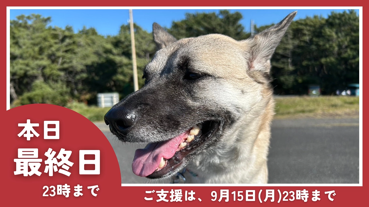 【本日最終日】ご支援は23時までとなります！最後のひと押しをいただけると嬉しいです！
