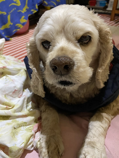 愛犬家の皆様　動物大好きの皆様応援お願いします　41時間残りですネクストステージ時間ない為できません