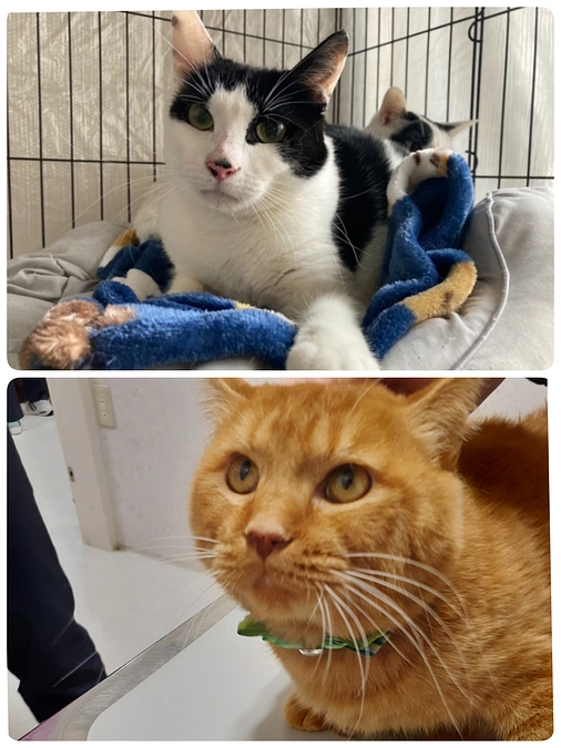 【かしわ君】【そあら君】の医療について