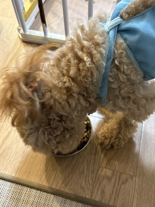 １１月７日のゆむ君