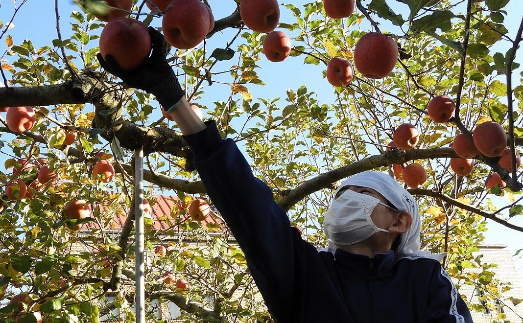 りんごの収穫作業ご招待コース