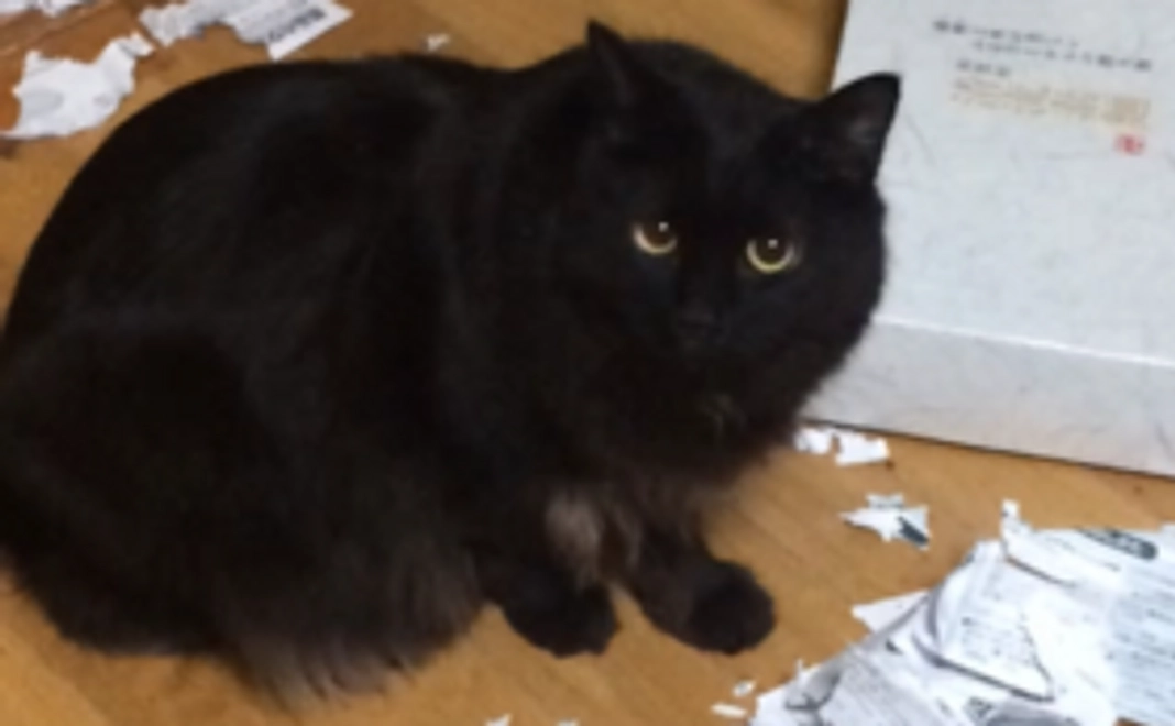 シャディ保護猫ハウス応援コース