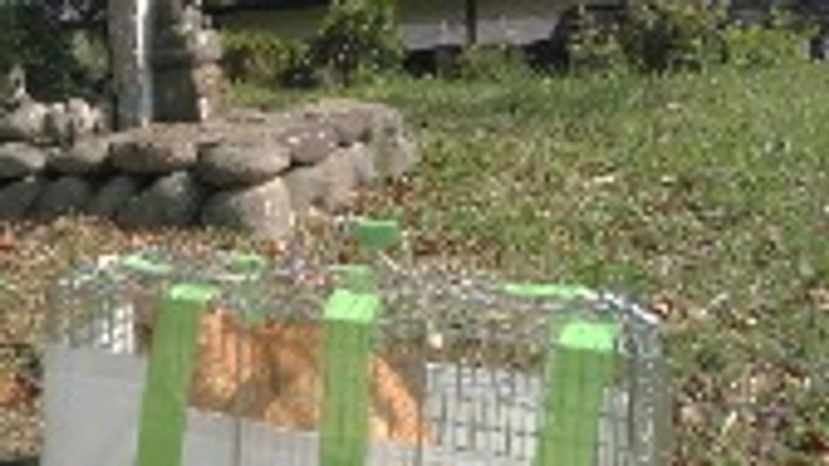 野良猫捕獲しました。