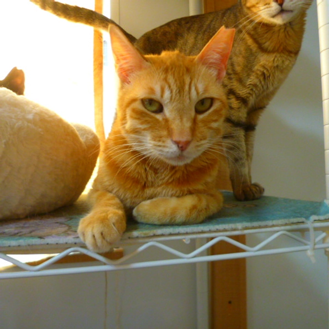 在籍猫紹介【林五郎くん】