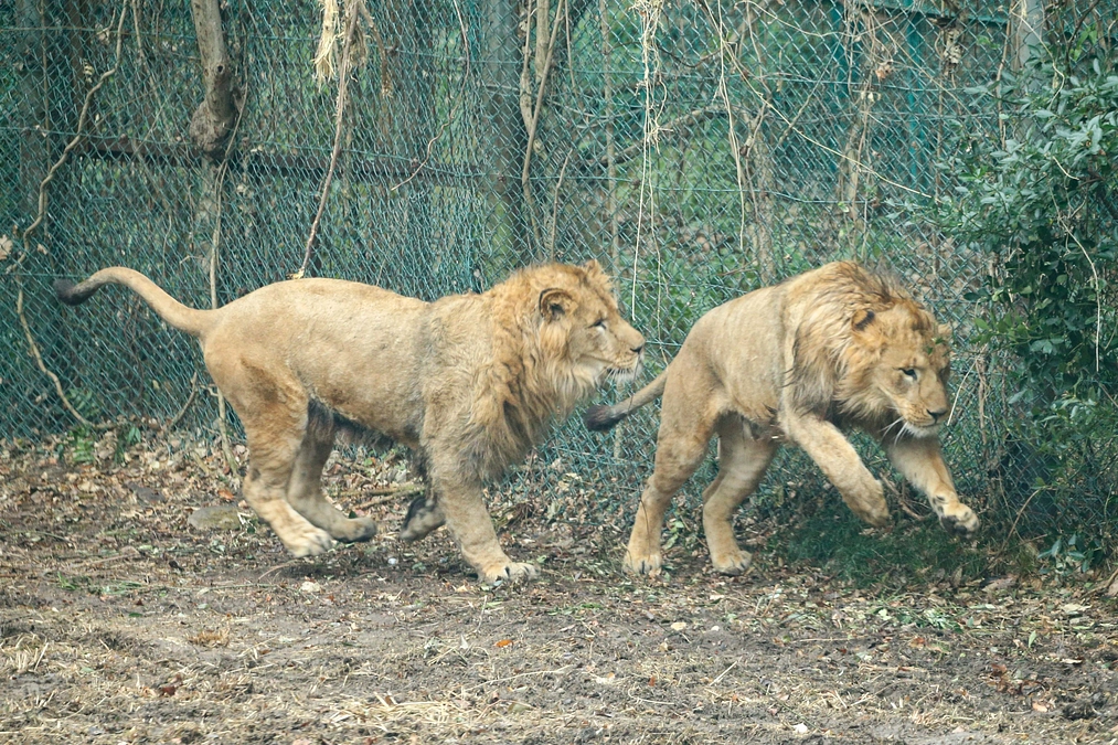 1月23日(火) 進捗報告・動物紹介～ライオンとホワイトタイガーに学ぶ体重管理～