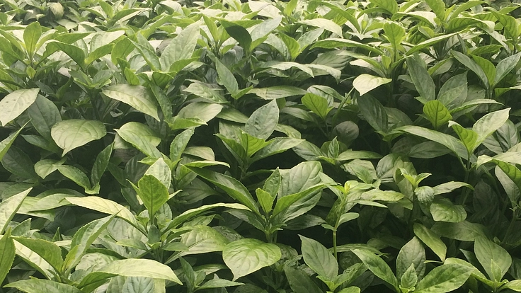 沖縄の藍文化継承・創造拠点を作りたい！