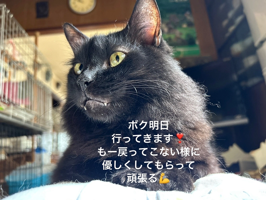 今度こそ本当のご縁でありますように🐈‍⬛