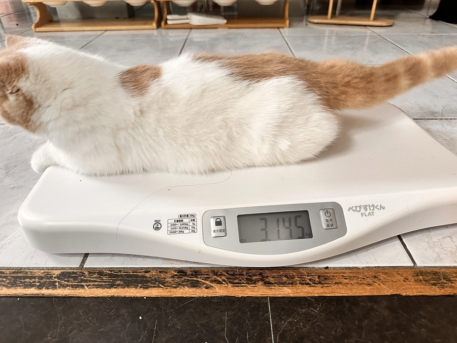 わさびの応援隊①