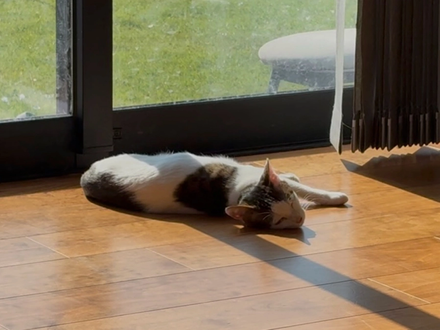 ごまさんのその後⑬